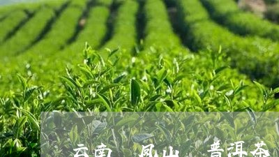 云南 凤山 普洱茶/2023041542728